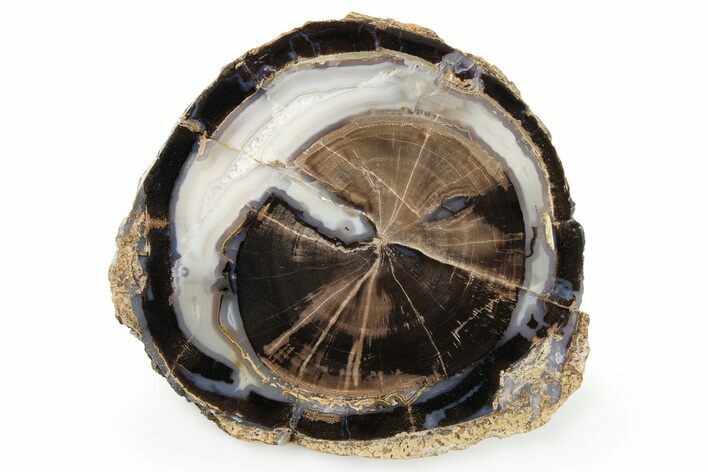 Petrified Wood (Schinoxylon) Round - Blue Forest, Wyoming #263929